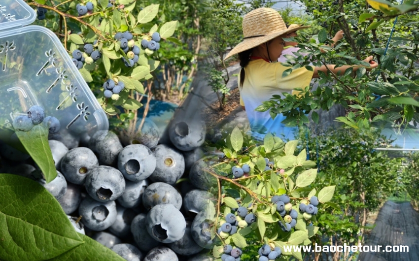 高麗山藍莓.jpg