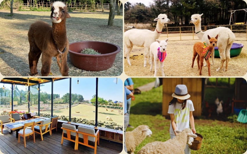 Alpaca ranch.jpg