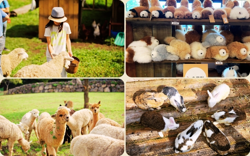 Alpaca Ranch (도치돌알파카목장).jpg