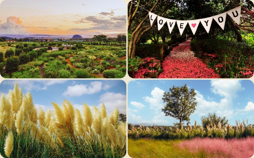 Jeju camellia hill.jpg