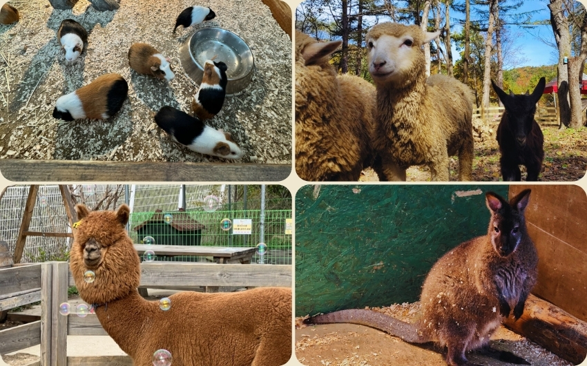 Ganghwa Island Animal Park.jpg