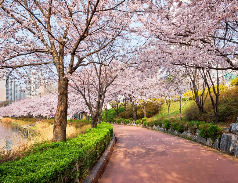 石村湖櫻花道.jpg