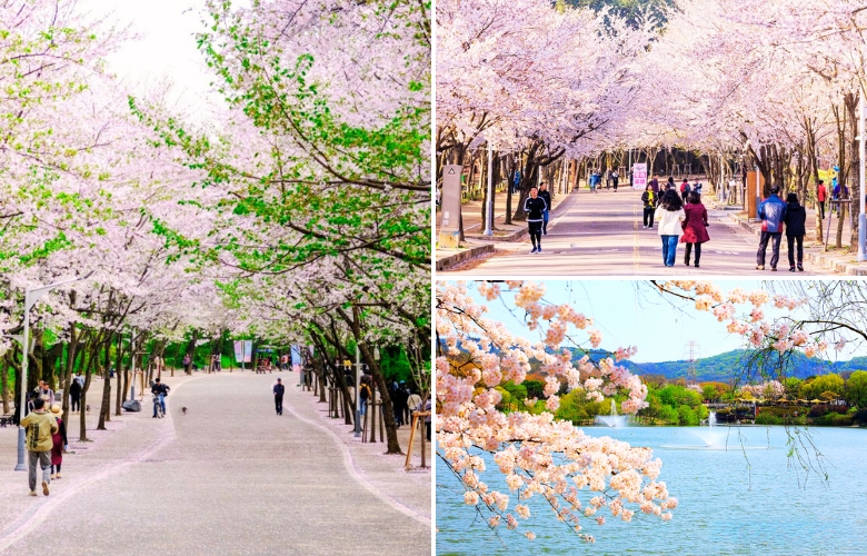 仁川大公園 赏樱花.jpg